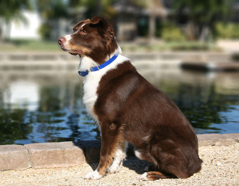 Heavy Duty Nylon Replacement Dog Collar Strap - Compatible with Nearly All Brands and Models of Underground Electric Dog Fences and Training Receivers Black - PawsPlanet Australia