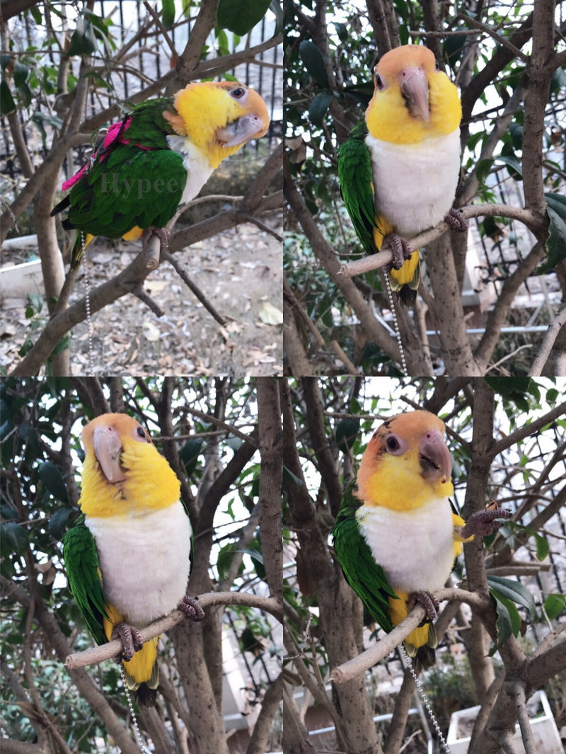 Beauty Parrot Adjustable Bird Harness and Leash Anti-bite for Bird Parrot African Grey Cockatoo Macaw Ringneck Parakeet Cockatiel - PawsPlanet Australia