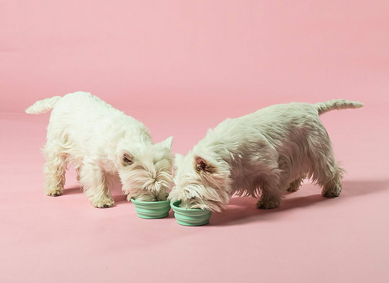 [Australia] - HEVEA Bowl on The go for Dogs, Foldable, Collapsible Water Bowl for Dogs. Made from Non-Toxic, Plastic-Free, BPA-Free and PVC-Free Natural Rubber. Pale Mint Holds 10oz. 