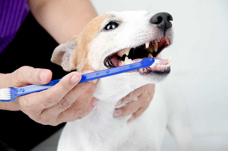 Dog Toothbrush Set - PawsPlanet Australia