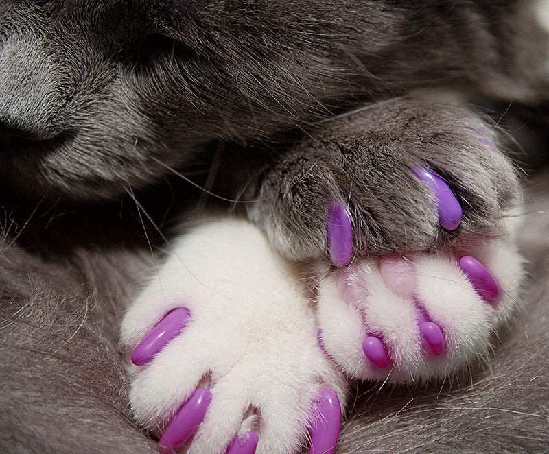 Kitty Caps Nail Caps for Cats - Cat Claw Covers in Black with Gray Tips & Baby Blue, Multiple Sizes - Safe, Stylish & Humane Alternative to Declawing - Stops Snags and Scratches X-Small (Under 5 lbs) 1-Pack - PawsPlanet Australia