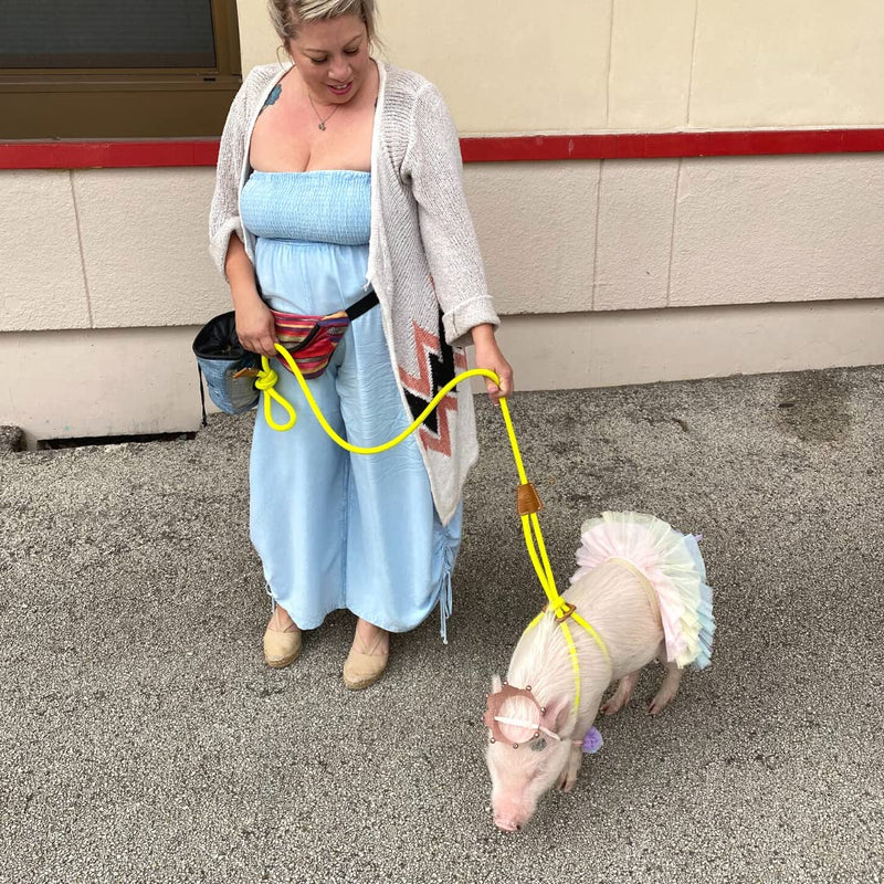 Mini Pig Harness & Leash (Large, Eggshell Blue) Fully Adjustable, Infinity Style Lead, Step-in Harness, Potbelly Pig Supplies, All-in One, Pig Leash, Ideal for Small, Medium & Large Pet Pigs - PawsPlanet Australia