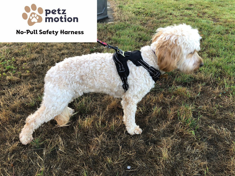 Petzmotion No-Pull Safety Dog Harness, Adjustable Reflective Outdoor Pet Vest with Handle, Durable Breathable Material (XS - Extra Small, Black) XS - Extra Small - PawsPlanet Australia