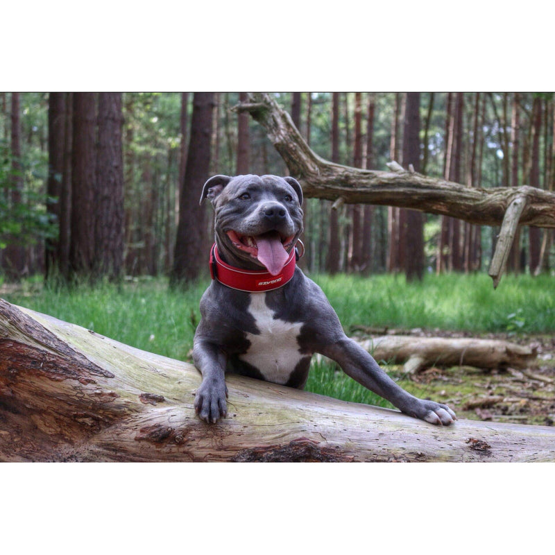 EzyDog Dog Collar Wide, Wide Dog Collar for Large Dogs - Neo Wide - Neoprene Padded, Reflective, Waterproof (L, Camo) L (46 - 53cm) Green Camo - PawsPlanet Australia