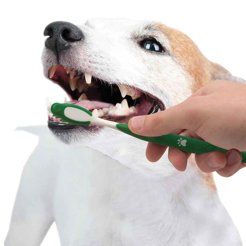 Nylabone Advanced Oral Care Natural Dog Dental Kit Peanut Flavor 2.5 oz. - PawsPlanet Australia