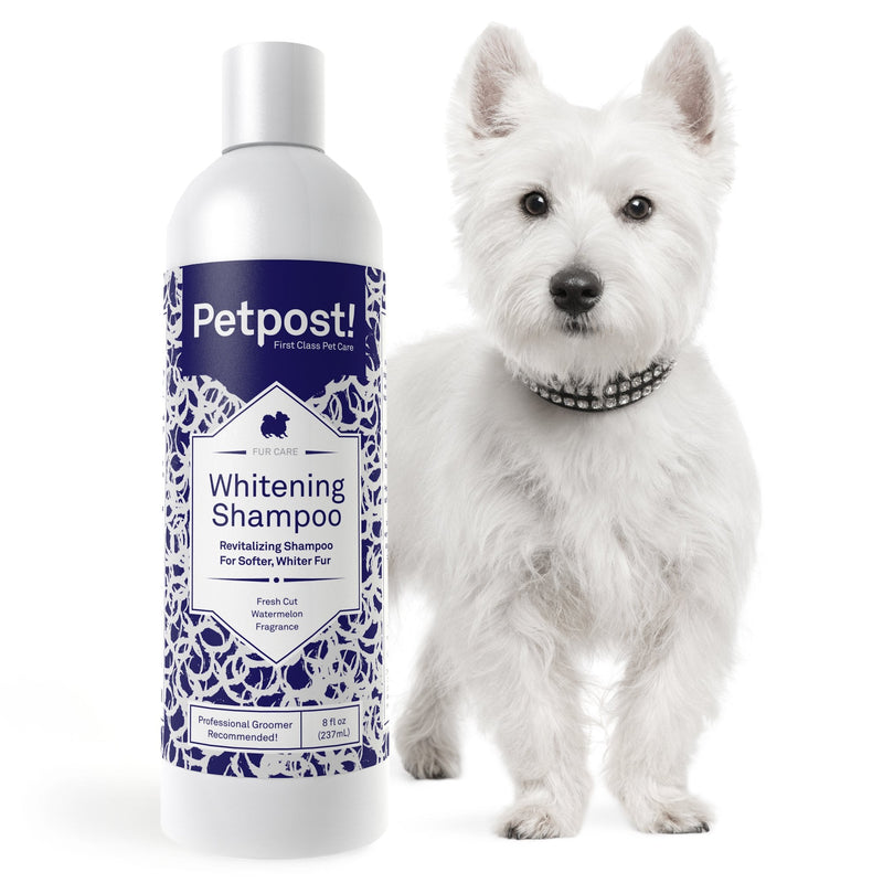 Petpost | Dog Whitening Shampoo - Best Lightening Treatment for Dogs with White Fur - Soothing Watermelon Scent - Maltese, Shih Tzu, Bichon Frise Approved - 237 mL 237 ml (Pack of 1) - PawsPlanet Australia