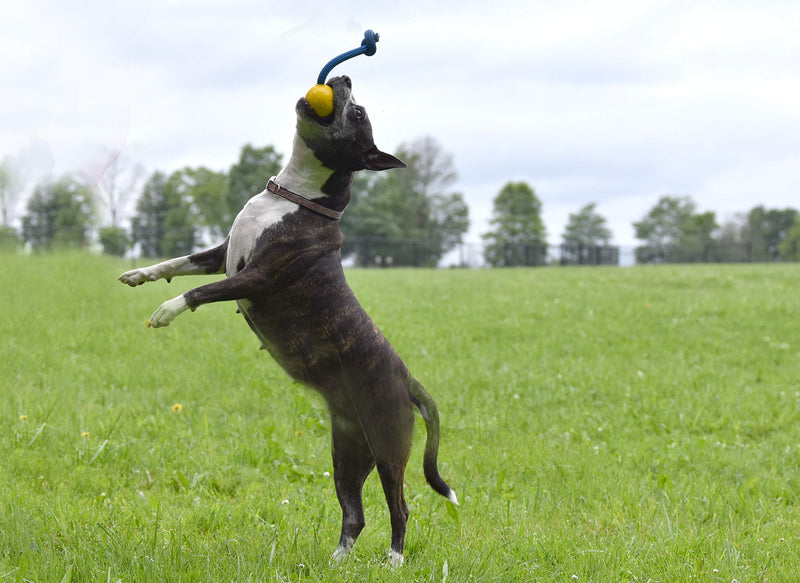 [Australia] - Grrrassic Dog Toys Toss Toy 