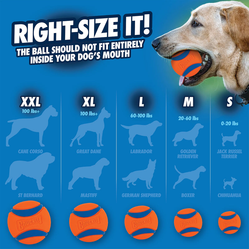 Chuckit - Ultra Ball Medium 2 pieces - 2 hunting balls for dogs - Robust and versatile ball - Ball that floats on the water surface - Compatible with Chuckit launchers - 6.5 cm diameter Multi M - PawsPlanet Australia