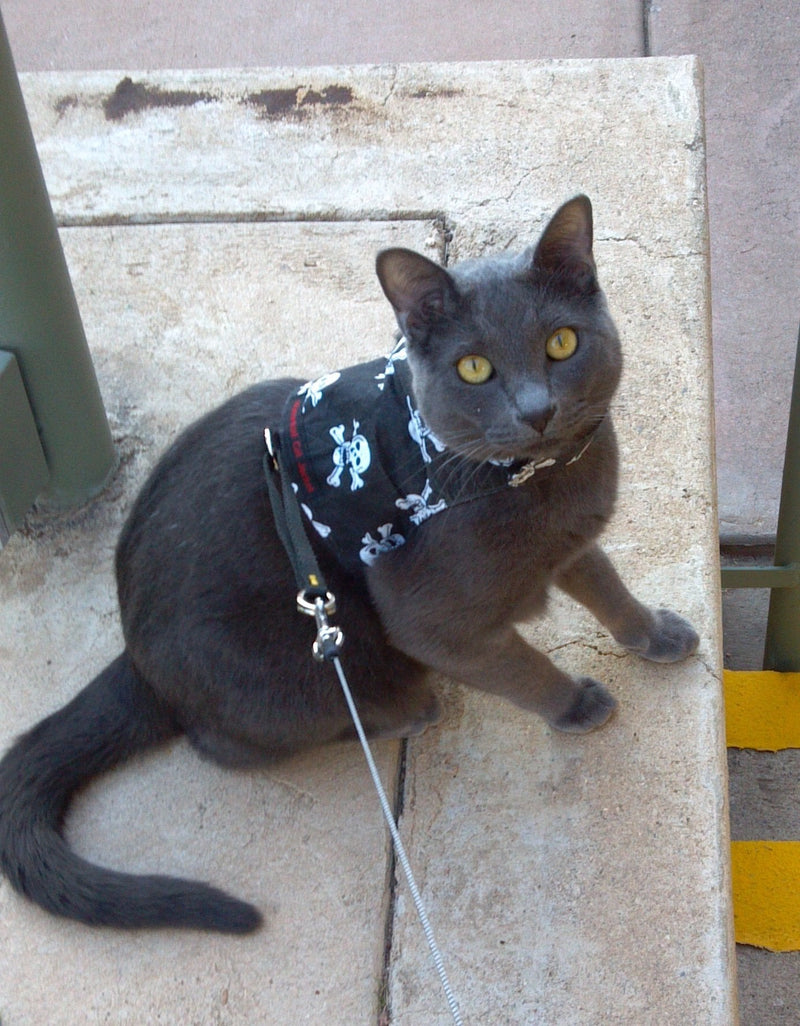 Mynwood Cat Jacket/Harness Skulls Kitten up to 8month - PawsPlanet Australia