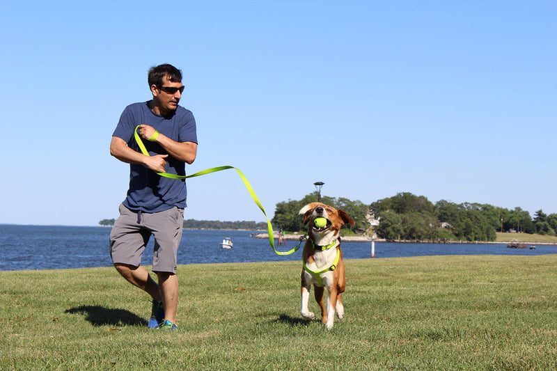 [Australia] - Pawtitas Solid Puppy Leash Dog Leash Comfortable Handle Dog Training Leash 6 ft Dog Leash Behavioral Dog Leash Extra Small / Small Teal 