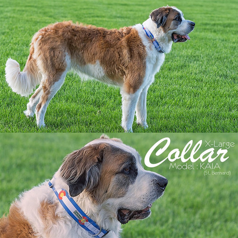[Australia] - Colorado State Flag Dog Collar X-Large Blue 