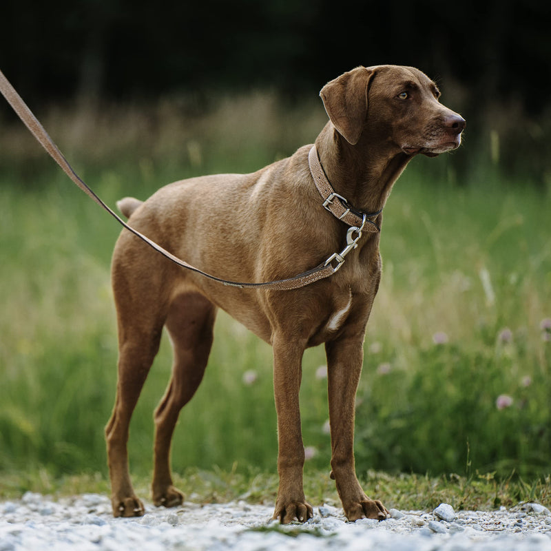 Mighty Paw Leather Dog Leash | 5 ft Leash Super Soft Distressed Real Genuine Leather- Premium Quality, Modern Stylish Lead. Perfect for Small, Medium and Large Pets Lite 1 - 30 lbs Light Brown - PawsPlanet Australia