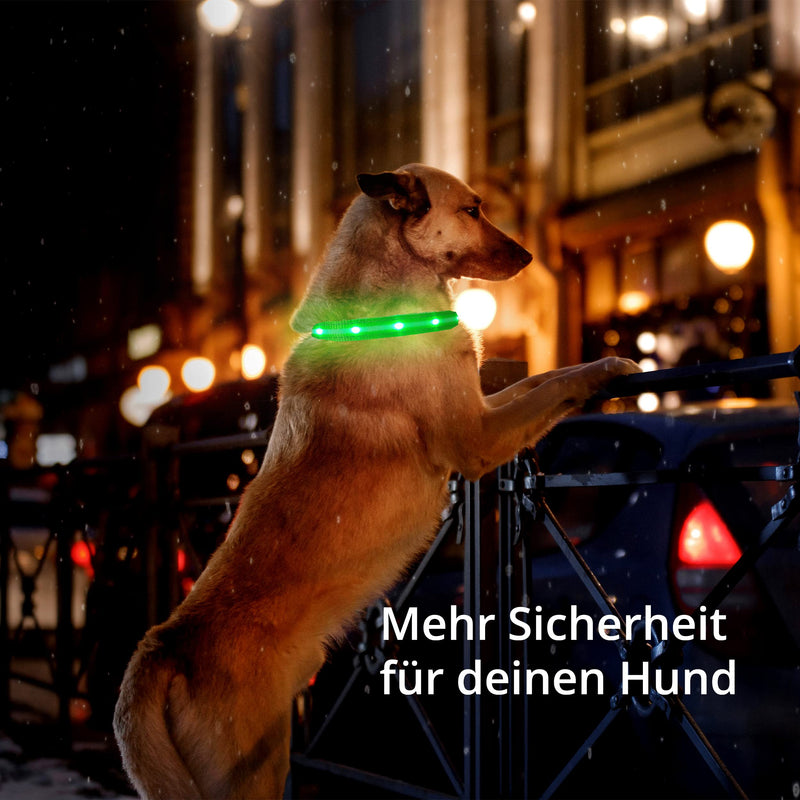 Luminous collar for dogs [The original] Luminous LED dog collar for walking even in the dark - very long battery life - safe thanks to high-quality metal clasp (red, L) L (48-60 cm) red - PawsPlanet Australia