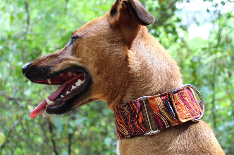 candyPet Martingale Dog Collar - New Waves Model - Multicolor - M - PawsPlanet Australia