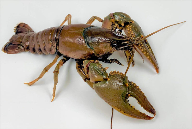 [Australia] - Toledo Goldfish Live Crayfish for Ponds, Aquariums or Tanks – USA Born and Raised – Live Arrival Guarantee 25 Count 