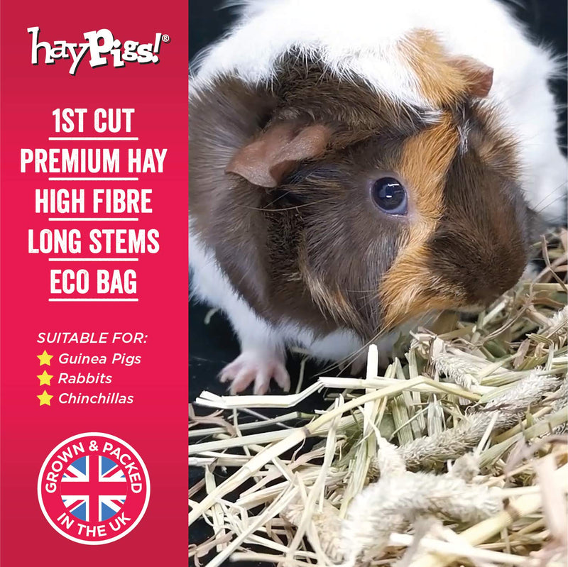 HAYPIGS 100% First Cut Timothy Hay Guinea Pig Food Premium 1kg Hay Bale in Eco Bag - Hay for Rabbits and Hay for Guinea Pigs - Feeding Hay for Chinchilla Food and Degu Food - PawsPlanet Australia