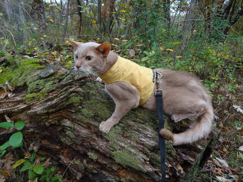 Mynwood Cat Jacket/Harness Caramel Adult Cat - PawsPlanet Australia