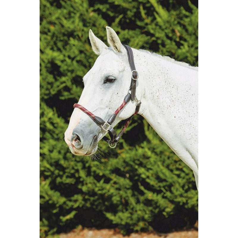 Kincade Leather Rope Headcollar - Burgundy/Brown 2m - PawsPlanet Australia