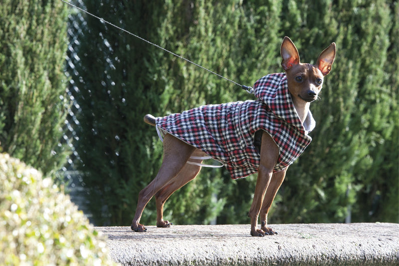 Croci Sweatshirt for Dogs, Grey Melange Plus Tartan, 20 cm - PawsPlanet Australia