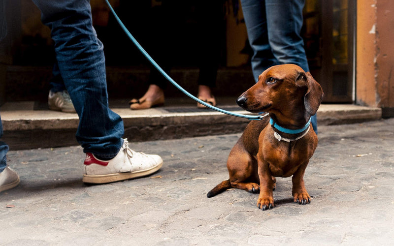 [Australia] - Tiger Tail Urban Nomad Dog Collar – Lightweight Waterproof & Odor Proof Dog Collar Medium (14" - 22") Teal 