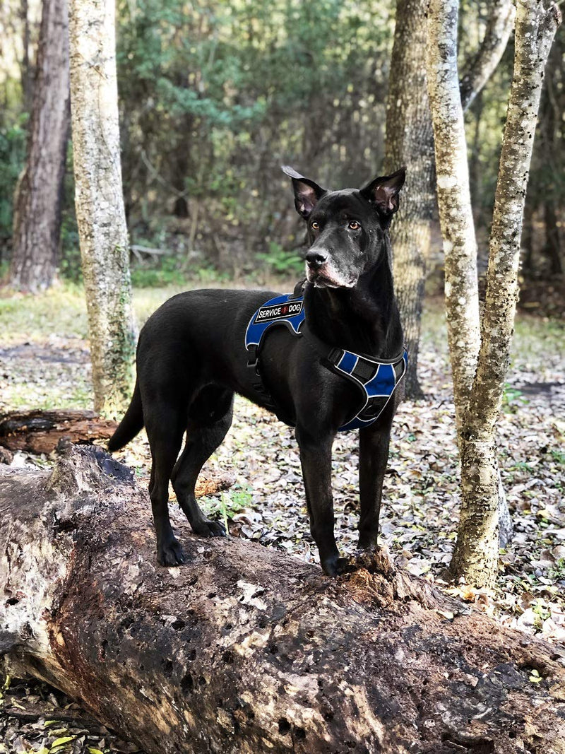 [Australia] - Dogline Quest No-Pull Dog Harness with 3D Rubber Service Dog Removable Patches Reflective Soft Comfortable Dog Vest with Quick Release Dual Buckles Black Hardware and Handle Girth 25" to 31" Blue 