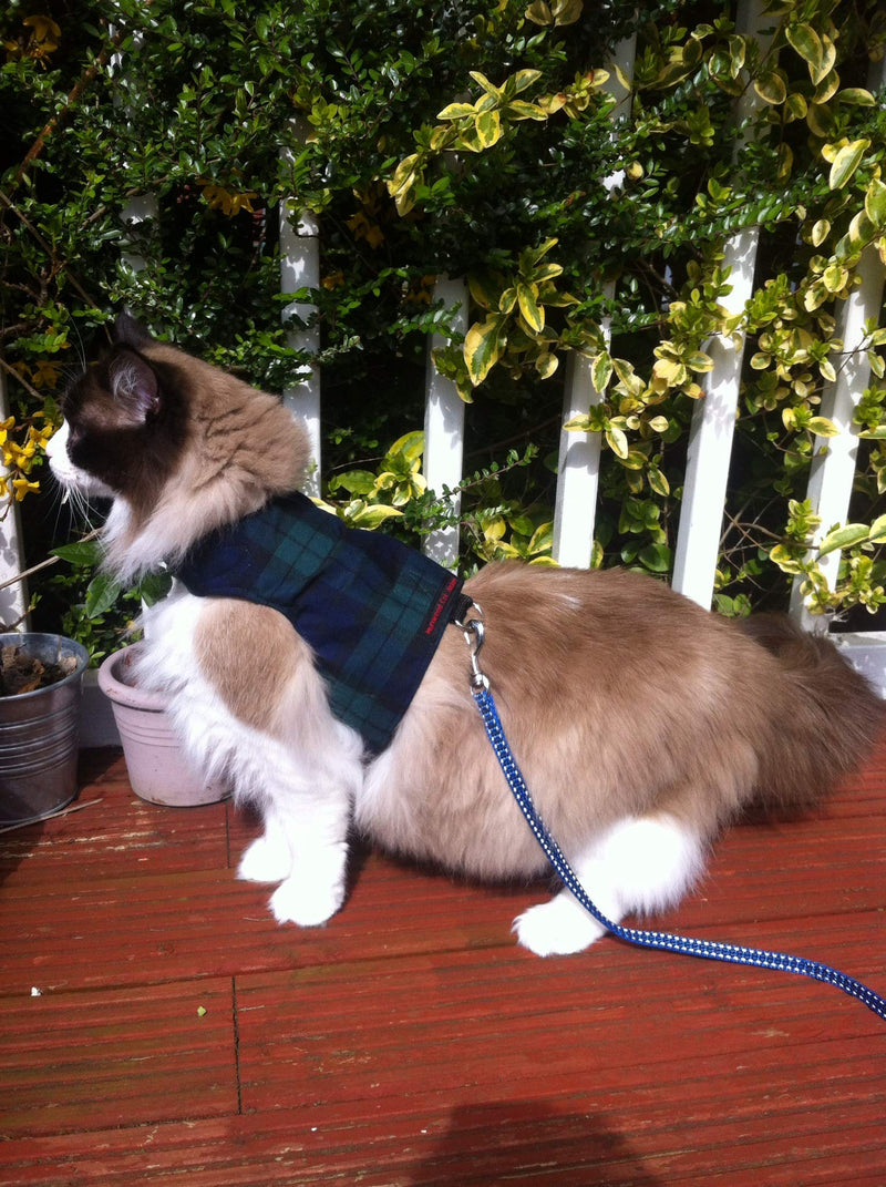 Mynwood Cat Jacket/Harness Black Watch Tartan Kitten up to 8month - PawsPlanet Australia