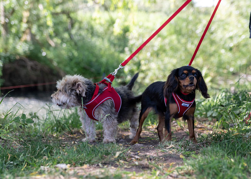 Ancol Viva Lightweight Buckle Collar Red, Collar Size 4 to fit 35-43cm, Weather Proof - PawsPlanet Australia