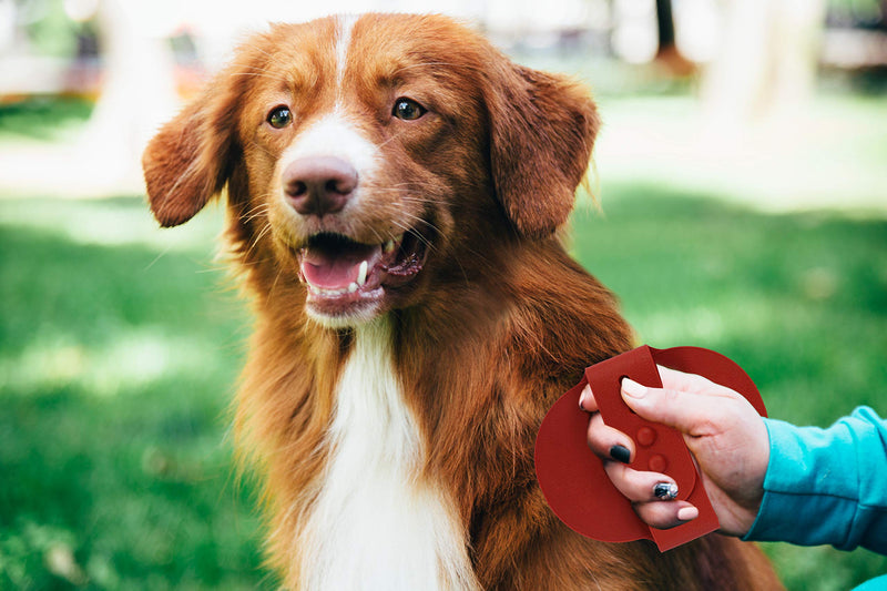 [Australia] - Pets First Comb & Brush Professional Grooming Sets for Cats, Dogs, and Small Mammals Curry Comb 