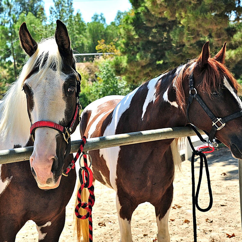 Safety Tie Injuries Preventing Horse Tether Tie - Portable & Reusable Breakaway Horse Tie - Revolutionary Safety for You and Your Horse - Quick Release Horse Tie - 5 Customizable Loop Setting Black - PawsPlanet Australia