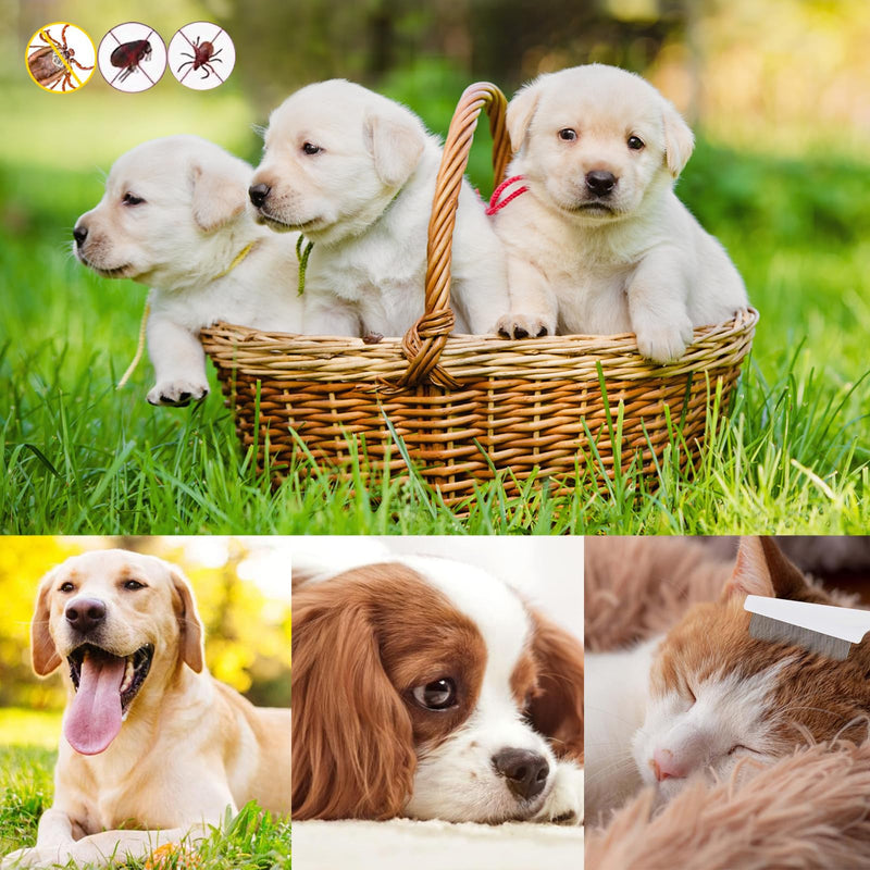 Flea comb for dogs and cats, professional dog combs, pet comb for removing fleas, lice comb, dust comb with rounded metal tines for gentle care, gentle and safe thanks to rounded tines - PawsPlanet Australia