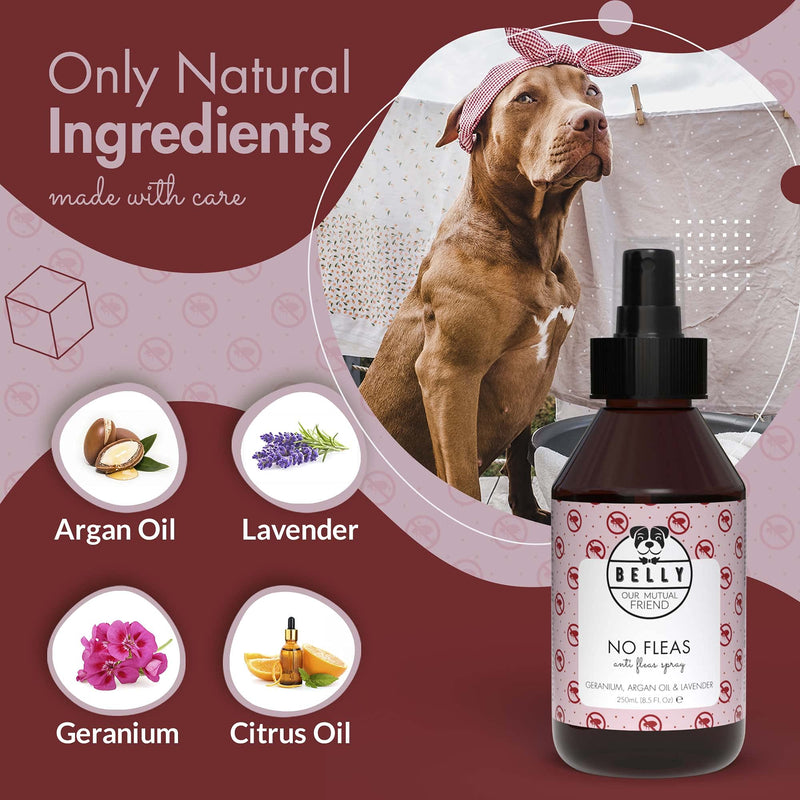 Belly Dog Flea Spray - An Ideal Puppy Flea Treatment Dog Spray - Natural Flea Treatment for Dogs - Dog Flea Treatment for Puppies - An Alternative To Flea Dog Collar & Flea Shampoo for Dogs, 250 ml - PawsPlanet Australia