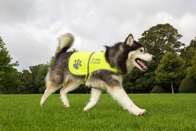 [Australia] - 4LegsFriend Dog Safety Yellow Reflective Vest with Leash Hole 5 Sizes - High Visibility for Outdoor Activity Day and Night, Keep Your Dog Visible, Safe from Cars & Hunting Accidents New Design + Bonus Medium 