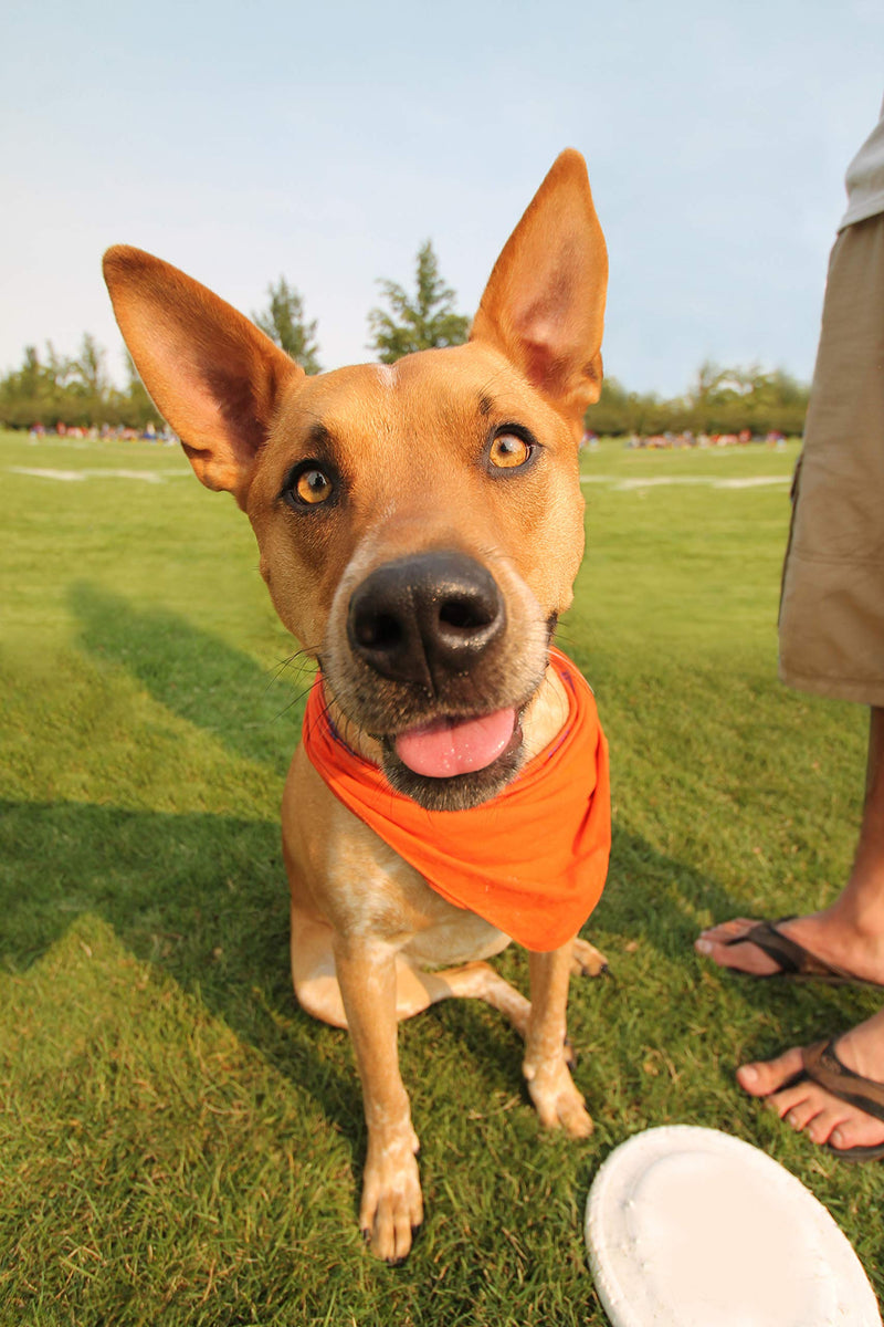 [Australia] - Mechaly Solid Cotton Dog Bandana Triangle Bibs - Small and Medium Pets Blue 