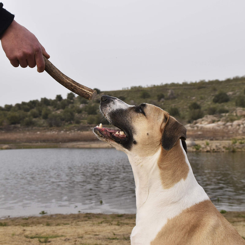 Deer Pole for Puppy and Dogs - 100% Natural Eco-Friendly Dogs Teether - Picked by Standing in Toledo Mountains (M) M - PawsPlanet Australia