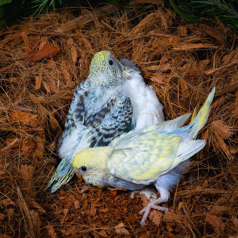 [Australia] - Critters Comfort Bird Nesting Material Natural Coconut Fiber - 2Quarts | 2Liters 