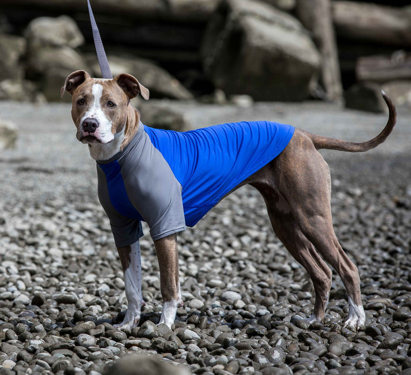Canine Friendly Dog Shirt Large Electric Blue/Charcoal - PawsPlanet Australia