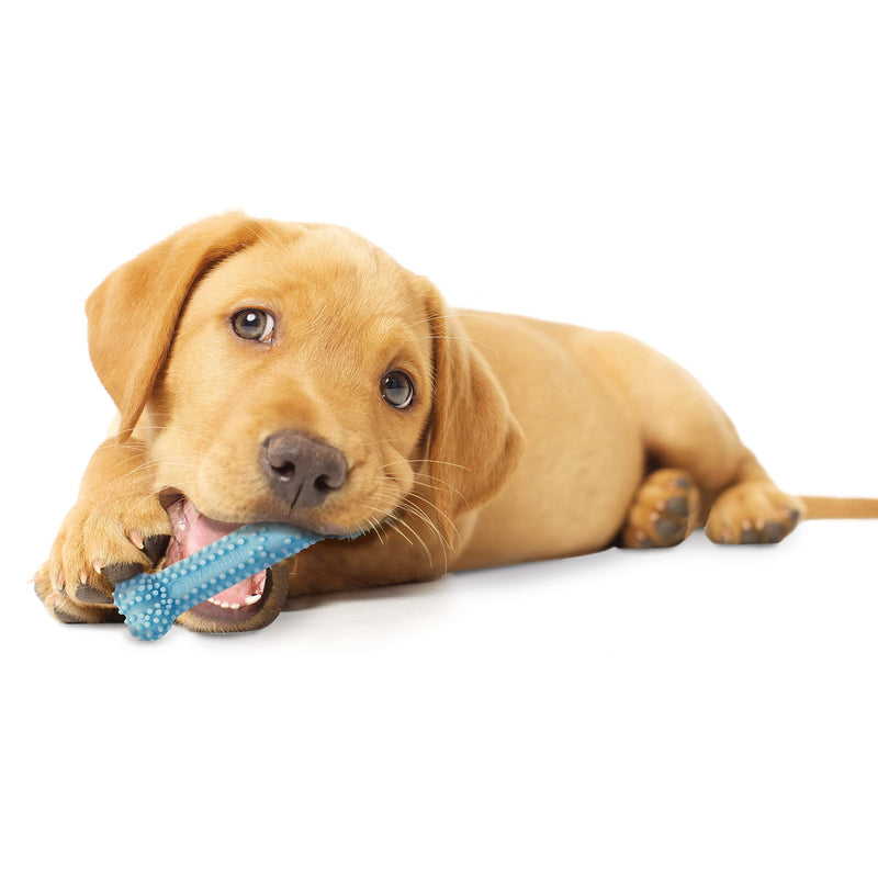 Nylabone Puppy Teething & Soothing Flexible Chew Toys, For Teething Puppies X-Small/Petite - Up to 15 lbs. Blue Bone Chicken XS (Pack of 1) - PawsPlanet Australia