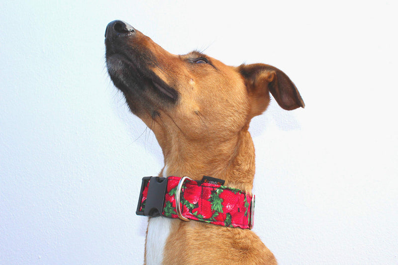candyPet Dog Click Collar - Strawberries Model Ancho 4 cm (30-55cm diámetro) red - PawsPlanet Australia