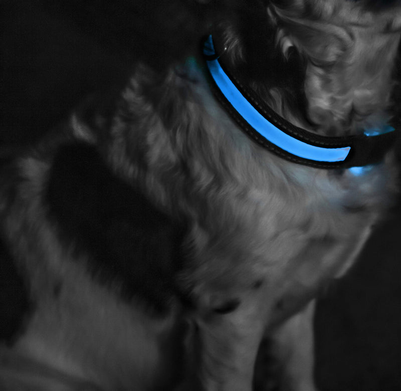 [Australia] - PoundWishes PW751-GR LED Dog Collar Large (19-24 inches) Blue 