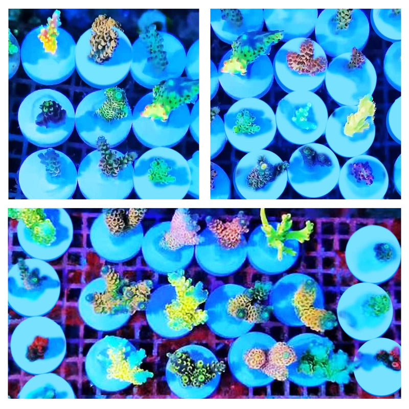 Saricho Ceramic White Coralline Coral frag Plugs Coral frag Base Round 20pc round24mm20pcs - PawsPlanet Australia