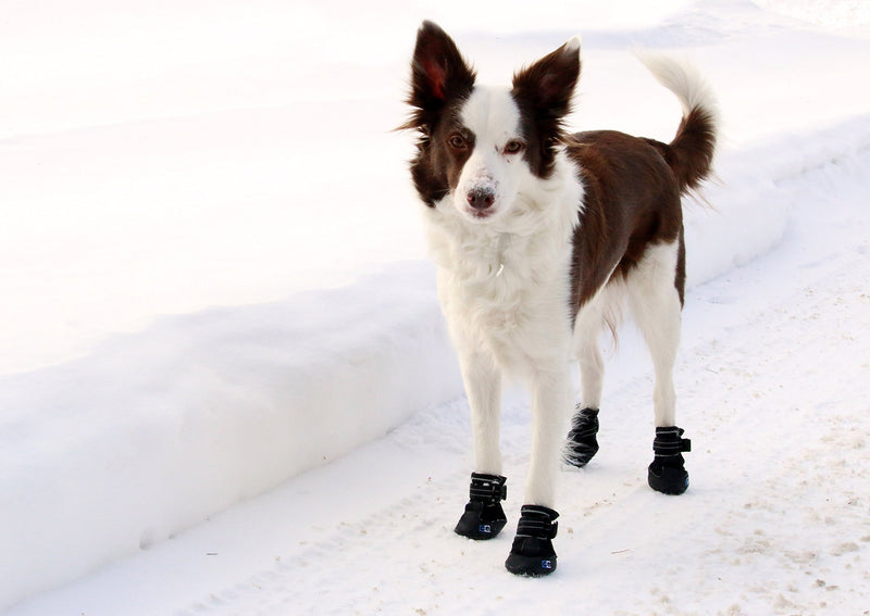 Canine Equipment Ultimate Trail Dog Boots, Medium, Black - PawsPlanet Australia