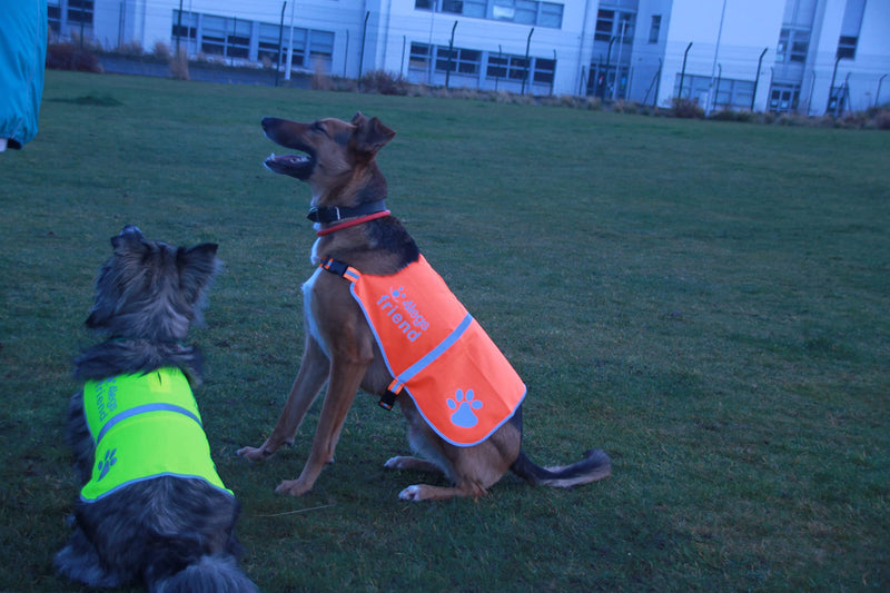 Orange Dog Safety Reflective lightweight vest 6 Sizes - Snap Lock Side Release Buckles and adjustable straps, High Visibility for Outdoor Activity Day and Night - XXS Orange XX-Small - PawsPlanet Australia