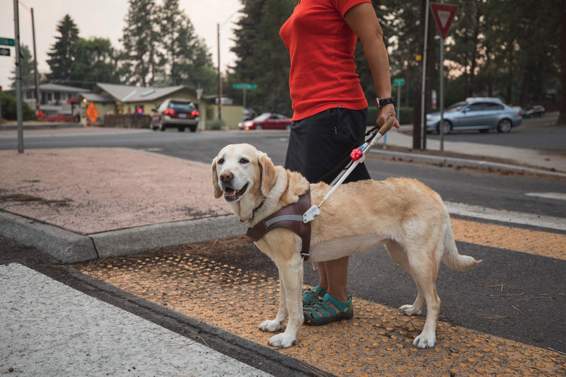 Ruffwear LED Safety Light for Dogs, Waterproof, Rechargeable, Red Currant, Audible Beacon Safety Light, 5530-615 - PawsPlanet Australia