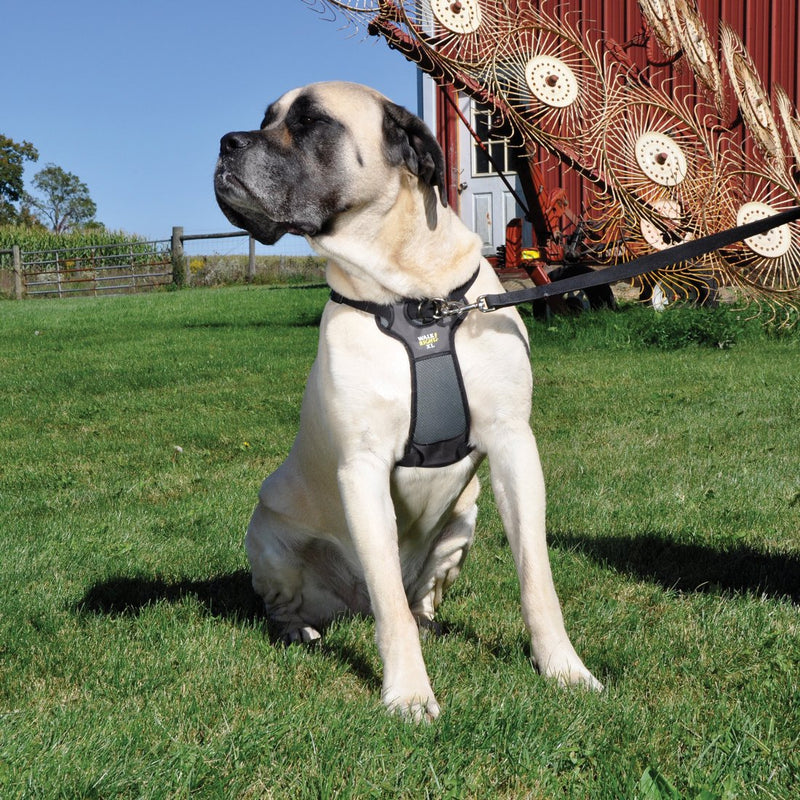 [Australia] - Coastal Pet Walk Right! Front-Connect Padded Dog Harness Medium - 20"-30" girth Black 