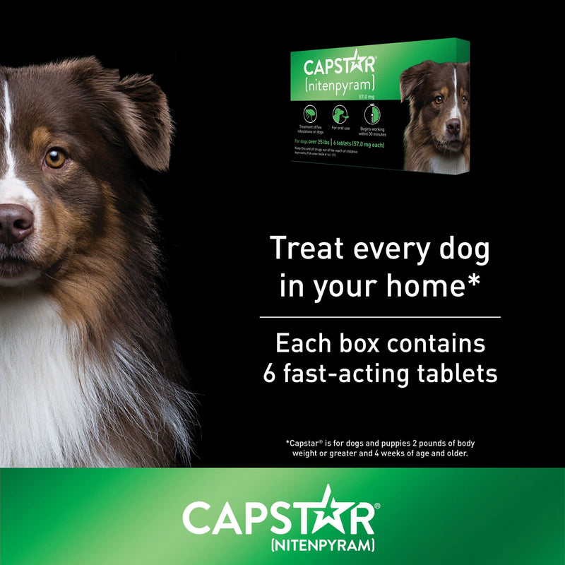 Capstar Flea Tablets for Dogs 2-25 lbs., Count of 12, 12 CT - PawsPlanet Australia