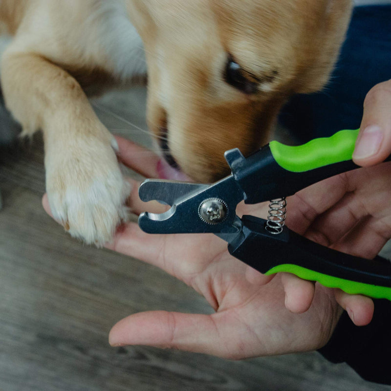 ECENCE Claw Scissors for Dogs & Cats - Claw Clippers - Professional Quality - Nail File - Claw Care - Paw Scissors for Medium Dogs 31010205 - PawsPlanet Australia