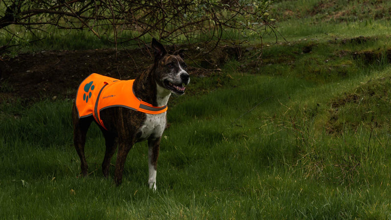 SafetyPUP XD Soft-Shell Reflective Dog Vest. Hi Visibility Waterproof Jacket with Light Fleece Lining. Ideal in Cooler Climates. Fluorescent Hi Vis Safety Vest to Protect Your PUP X-Small Orange - PawsPlanet Australia