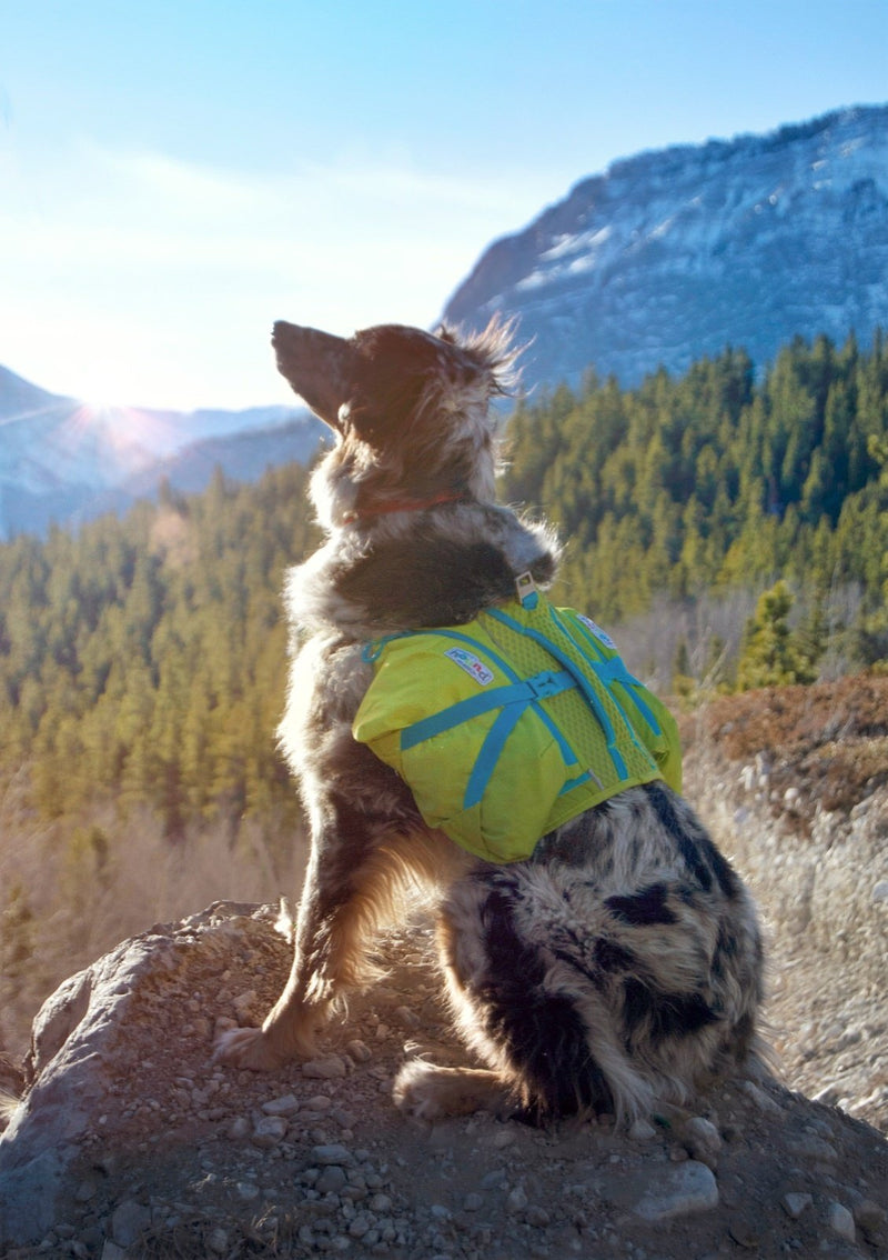 [Australia] - Crest Stone Explore Dog Backpack Hiking Gear For Dogs by Outward Hound LG/XL 