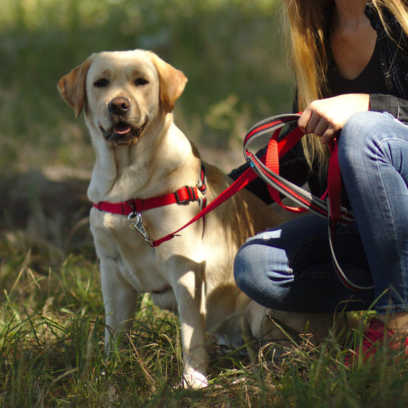 Reflective Dog Lead - High Quality Dog Leash, Adjustable Design, Functional and Extremely Durable Dog Training Lead - Red, Dog Running Leash (200cm) 200 cm - PawsPlanet Australia