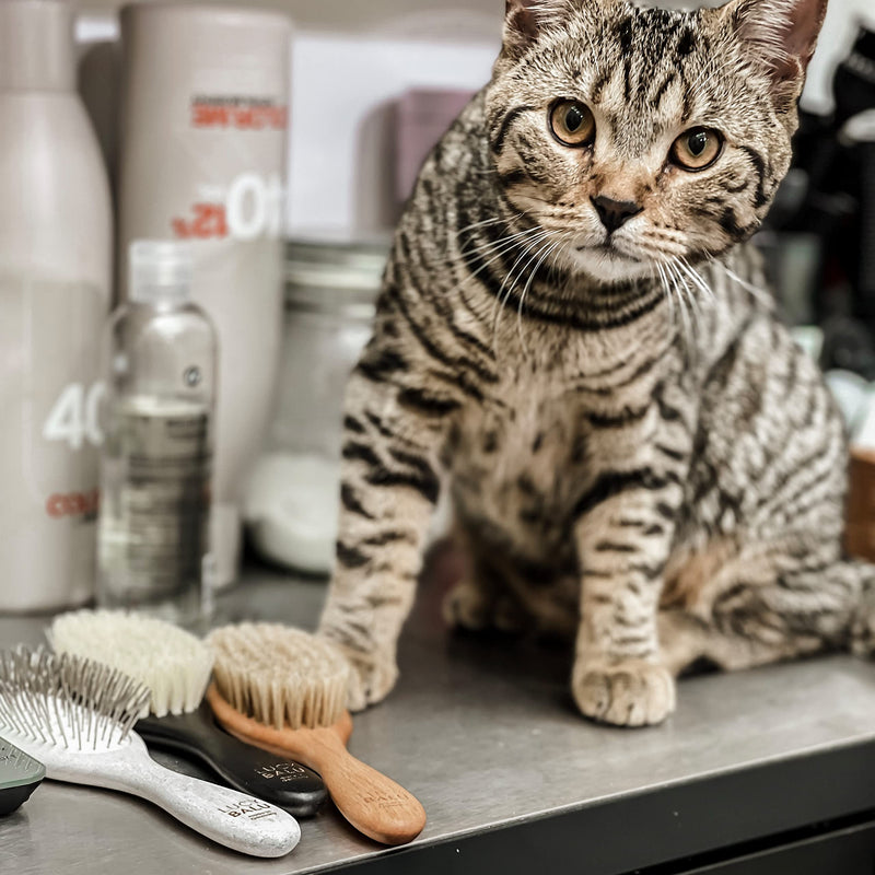 LucyBalu® cat brush short hair & long hair | Fur brush for cats | Undercoat brush cat | Cat comb for grooming cats | Animal hair brush | Cat hair brush with metal bristles & white metal wooden handle - PawsPlanet Australia